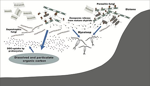 Roles of fungi in the marine carbon cycle
Roles of fungi in the marine carbon cycle by processing phytoplankton-derived organic matter. Parasitic fungi, as well as saprotrophic fungi, directly assimilate phytoplankton organic carbon. By releasing zoospores, the fungi bridge the trophic linkage to zooplankton, known as the mycoloop. By modifying the particulate and dissolved organic carbon, they can affect bacteria and the microbial loop. These processes may modify marine snow chemical composition and the subsequent functioning of the biological carbon pump. Roles of fungi in the marine carbon cycle.jpg