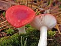 !Russula grisacea!