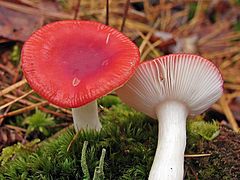 Russula emetica 117475.jpg