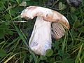 Russula grisea