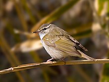 Сахалин Leaf-warbler.jpg