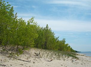 The dunes along the shore at Sandy Pond Beach