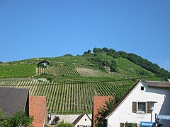 Schlossberg mountain seen from the valley. Difference in elevation is about 150 m (500 ft). The steepest vineyards are bringing the best wines.