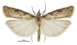 Scoparia dryphactis