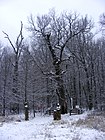 Священный 400-летний дуб в Симкинском лесничестве