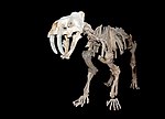 Miniatura per Smilodon gracilis