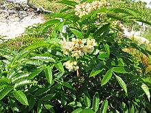 Sorbus sambucifolia