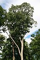 Elsbeere (Sorbus torminalis)
