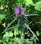 Sumpf-Kratzdistel (Cirsium palustre)