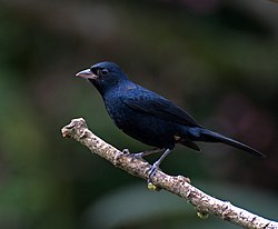 Topptáni (Tachyphonus coronatus)