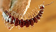 Tasmaniosoma armatum (Dalodesmidae) from Tasmania