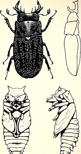 Ceratognathus niger