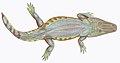 Tryphosuchus, um anfíbio.