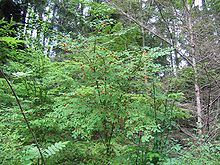 Vaccinium parvifolium.jpg