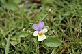 4202 Grimstad stemorsblomst [2] Viola tricolor