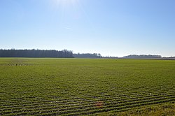 Wheat fields west of Ohio City