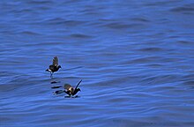Wilson's storm petrels pattering on the water's surface Wilson's storm petrel.jpg