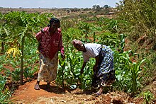 Diversified Crop Choices