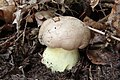 Boletus radicans