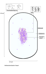 Miniatura para Methanobrevibacter thaueri