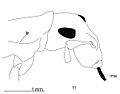 Переднегрудь и голова (11): lr-латеральный киль, ma-мандибулярный выступ. Шкала: 1 мм