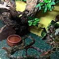 Змии в екзотериума