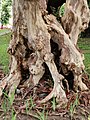 Tree trunks with diameter at breast height tend to be hollow.