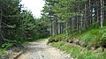 Типичан шумски пут и шума на Борјима