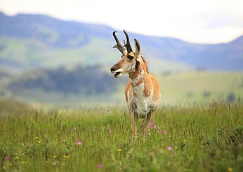 Antilocapre mâle au parc national de Yellowstone. (définition réelle 5 071 × 3 581)