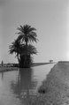 A grove of palm trees at an irrigation canal of the Gezira Plan, Sudan, 1961