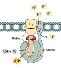 Miniatura per ATP sintetasa