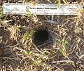 The entrance to an A. antillensis burrow in grassland near the coast, Nevis, West Indies