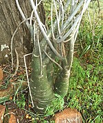 Adenia fruticosa