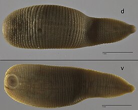 Alboglossiphonia polypompholyx со спинной (d) и брюшной (v) стороны. Отрезок изображает шкалу длиной в 1 мм.