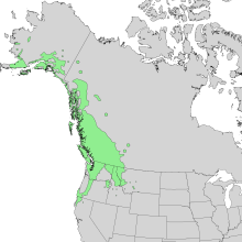 Útbreiðsla Alnus viridis ssp sinuata í N-Ameríku