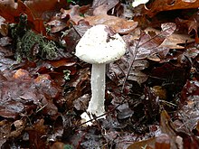 The white form of the death cap Amanita is often mistaken for edible Agaricus, with fatal results Amanita fhaloides. var. blanca - panoramio.jpg