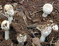 Amanita spp., immature, possibly poisonous, Amanita mushrooms. Amanita mushroom immatures.jpg