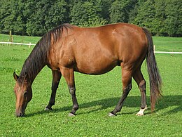 American quarter horse.jpg