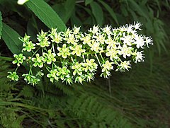 Description de l'image Amianthium muscitoxicum (homeredwardprice) 004.jpg.