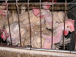 Battery cage, an example of the inhumane practices shown in the film Animal Abuse Battery Cage 01.jpg