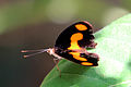 C. antinoe Cristalino River, Southern Amazon, Brazil