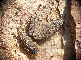 Aradus cinnamomeus bialowieza