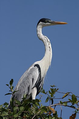 Pietų Amerikos garnys (Ardea cocoi)