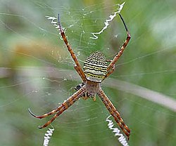 Argiope aemula