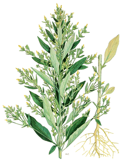 Amarantu aksire (Axyris amaranthoides)