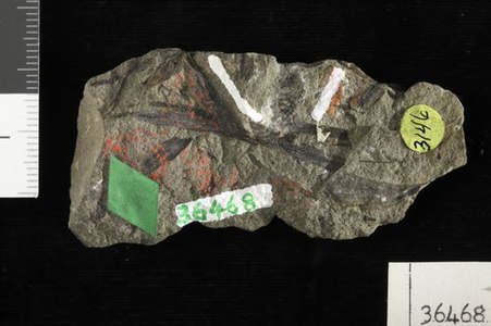 Fossile holotype de Barinophyton richardsoni.