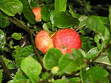 Beauty of Bath Apples.jpg