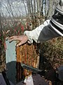 Using a blower to remove bees from honey prior to removal to honey house