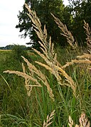 La Calamagrostide commune et ses grands épis.