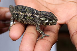 Reuzenkameleon (Furcifer oustaleti)